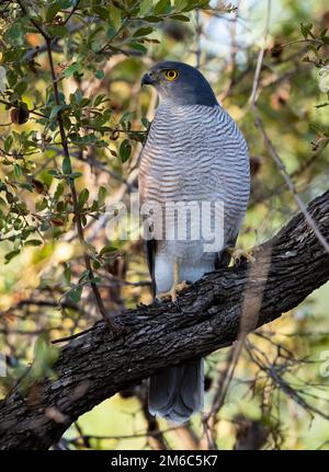 An African Goshawk (Accipiter tachiro) perched on a branch. Kruger National Park, South Africa. Stock Photo