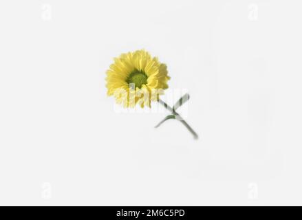 Small yellow chrysanthemum levitating in the air on a white background Stock Photo