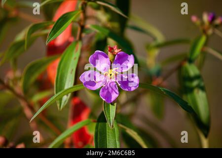 A closeup of a beautiful purple Malabar melastome flower on a tree with green leaves in a garden Stock Photo