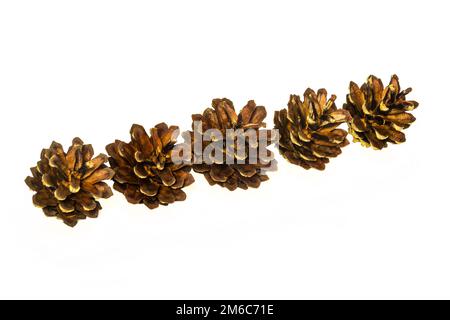 On a light surface there are five pine cones Stock Photo