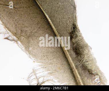 Pigeon feather white and black grey and brown close up with water dew droplets on white background Stock Photo