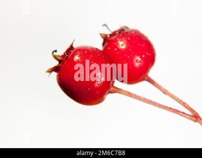 Two close up wet water dew droplet red hawthorn berries Crataegus on white background in studio Stock Photo