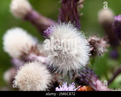 Close up of pink milk thistle flower heads purple Stock Photo