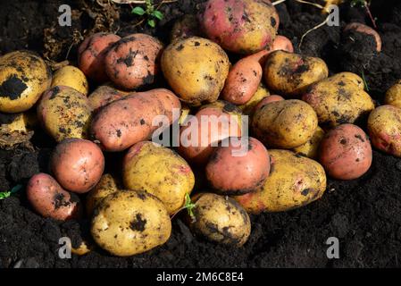 Potatoes of different varieties lie on ground Stock Photo