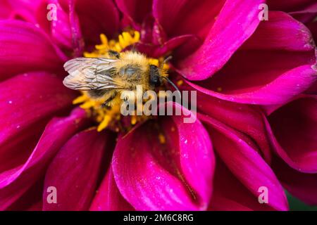 Bee collecting nectar on beautiful flowers. Stock Photo