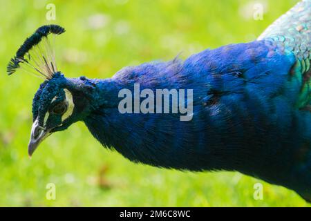 Portrait of beautiful peacock in the Park. Stock Photo