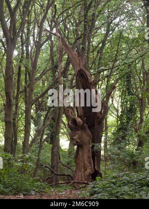 An old hollowed out tree statue dead left inside forest Stock Photo