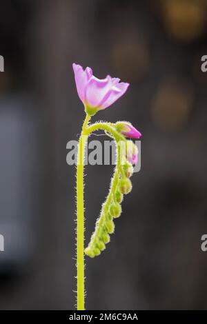 Drosera Spatulata flower closeup. Stock Photo