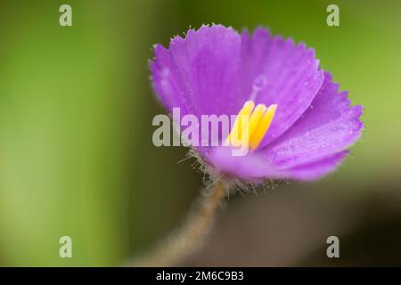 Drosera Spatulata flower closeup. Stock Photo