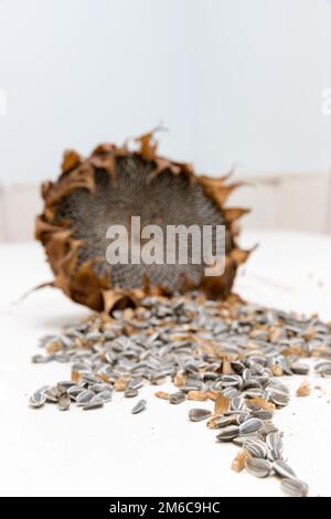 Sunflower heads harvest seeds Stock Photo