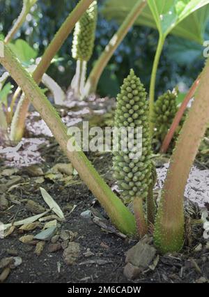 Flower Head and Leaves of Gunnera Manicata in a botanical garden in Belgium Stock Photo