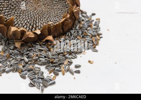 Sunflower heads harvest seeds Stock Photo