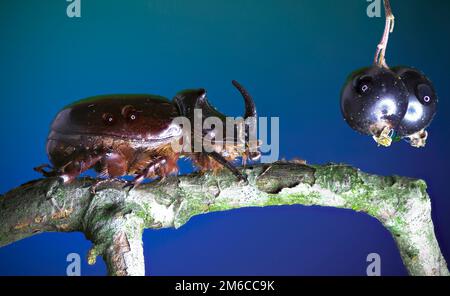 European rhinoceros beetle - Oryctes nasicornis (Linnaeus, 1758) and Blackcurrant - Ribes nigrum (Li Stock Photo