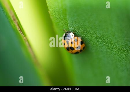 Ladybug on a green leaf texture Stock Photo