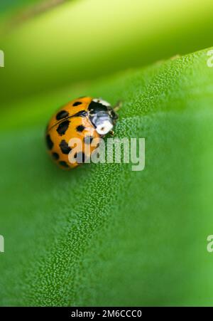 Ladybug on a green leaf texture Stock Photo