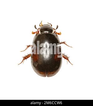 Dung loving Water Beetle on white Background  -  Sphaeridium sp. Stock Photo
