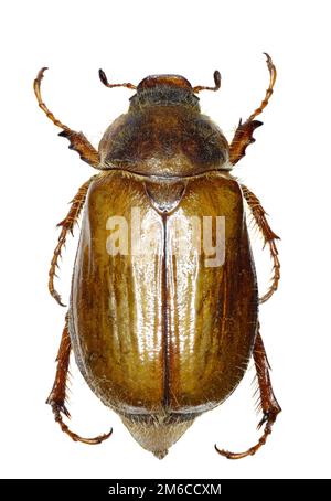 European June Beetle on white Background  -  Amphimallon solstitiale  (Linnaeus, 1758) Stock Photo