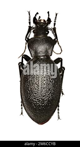 Leather Beetle on white Background  -  Carabus coriaceus (Linnaeus, 1758) Stock Photo
