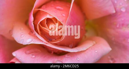 Beautiful rose close up image with rain drops. Stock Photo
