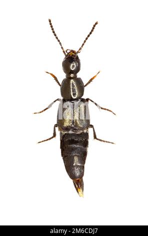 Rove Beetle Philonthus on white Background  -  Philonthus sp. Stock Photo