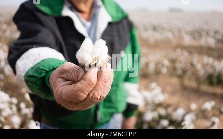 Farmer's Weathered Hands Hold Cotton Boll Checking Harvest Stock Photo