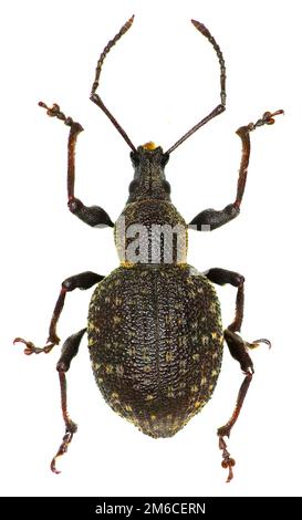 Armadillo Vine Weevil on white Background  -  Otiorhynchus armadillo (Rossi, 1792) Stock Photo