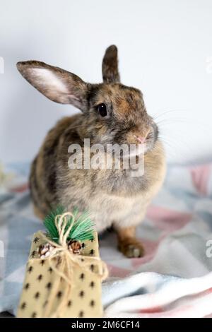 A tricolor hare is sitting on a bed blanket with a christmas tree toy Stock Photo