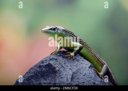 Olive tree skink on a rock Stock Photo