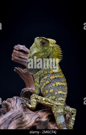 Forest dragon lizard on black background Stock Photo