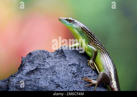 Olive tree skink on a rock Stock Photo