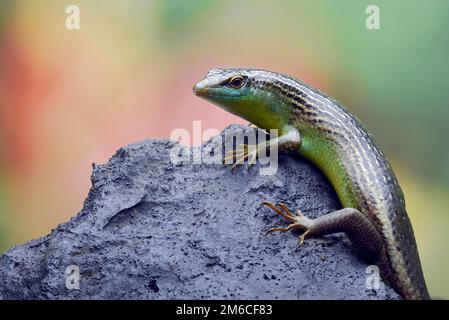 Olive tree skink on a rock Stock Photo