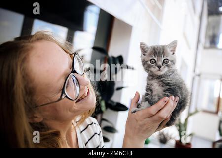 The girl holds and looks at Scottish straight kitten Stock Photo