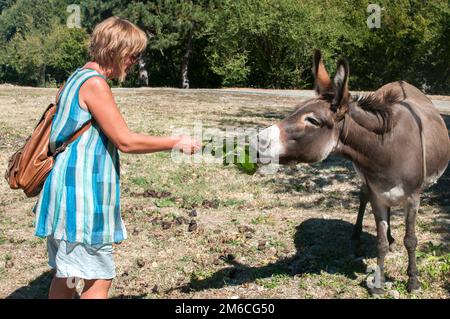 Woman feeding donkey on meadow in sunny summer day Stock Photo