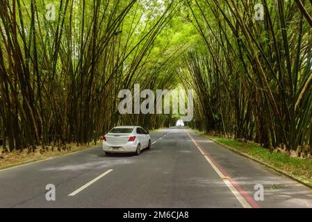 Bamboo grove from Salvador Airport, Bahia, Brazil on December 10, 2022. Stock Photo