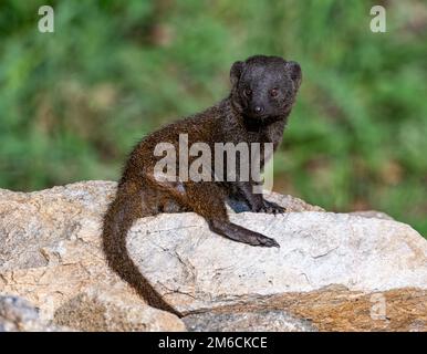 A Common Dwarf Mongoose (Helogale parvula) sitting on a rock. Kruger National Park, South Africa. Stock Photo