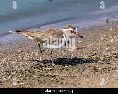 A Three-banded Plover (Charadrius tricollaris) foraging by a lake. Kruger National Park, South Africa. Stock Photo