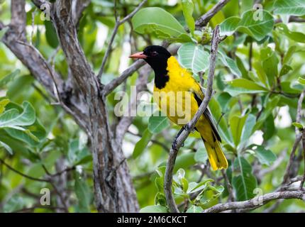 An African Black-headed Oriole (Oriolus larvatus) perched on a tree. Kruger National Park, South Africa. Stock Photo