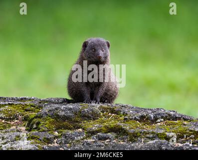 A Common Dwarf Mongoose (Helogale parvula) sitting on a rock. Kruger National Park, South Africa. Stock Photo