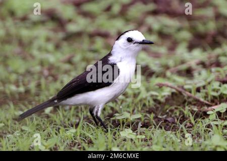 Black-backed Water-Tyrant (Fluvicola albiventer), isolated, perched on grass. endemic bird of south america Stock Photo
