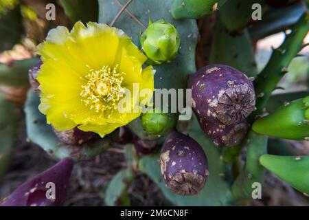 Springtime yellow flower bloom on a Opuntia ficus-indica cactus with fruits. Stock Photo