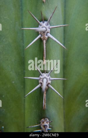 Close-up of Prickly pear spines. Stock Photo