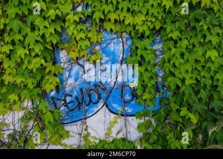Climbing plants on a concrete wall with graffiti. Stock Photo