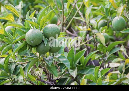 Green, not ripe tangerines on tree. Summer day. Stock Photo