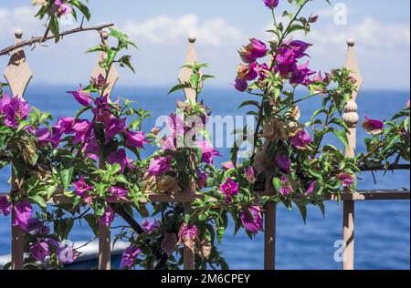 Small violet flowers. Summer sunny Day. Abstract Nature photo. Stock Photo