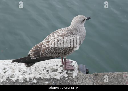 Herring gull bird standing on pier by ocean Stock Photo