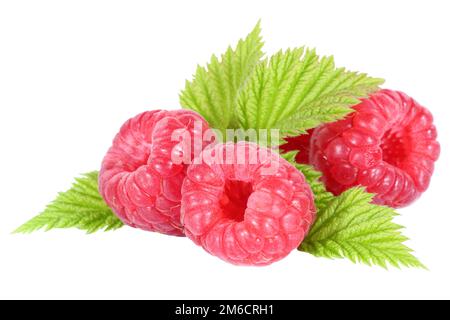 Raspberry raspberries berry fruit leaves exempted isolated Stock Photo