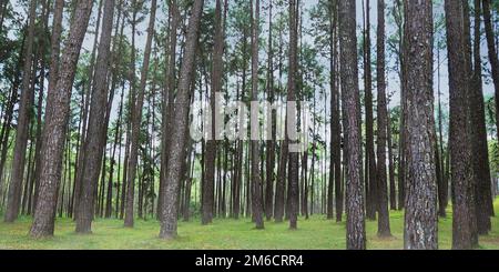 view inside a pine forest Stock Photo