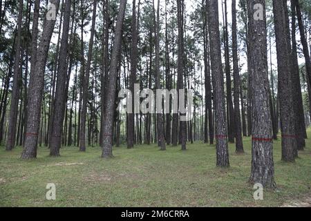 view inside a pine forest Stock Photo