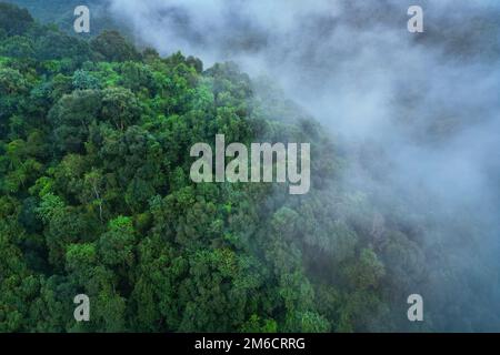 morning mist on the canopy in the rainforest Stock Photo
