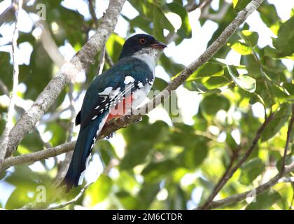 Cuban trogon or tocororo that sits on a branch in the crowns of trees in the forest on a sunny day Stock Photo